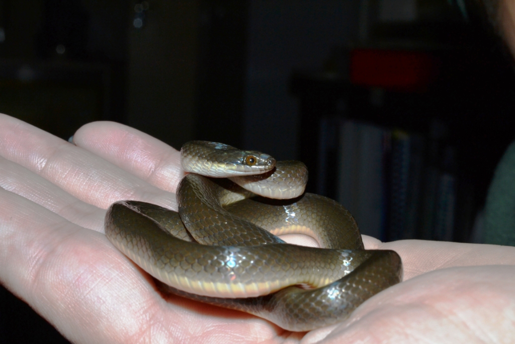 Common Water Snake, Lycodonomorphus rufulus, Greenfords Estate