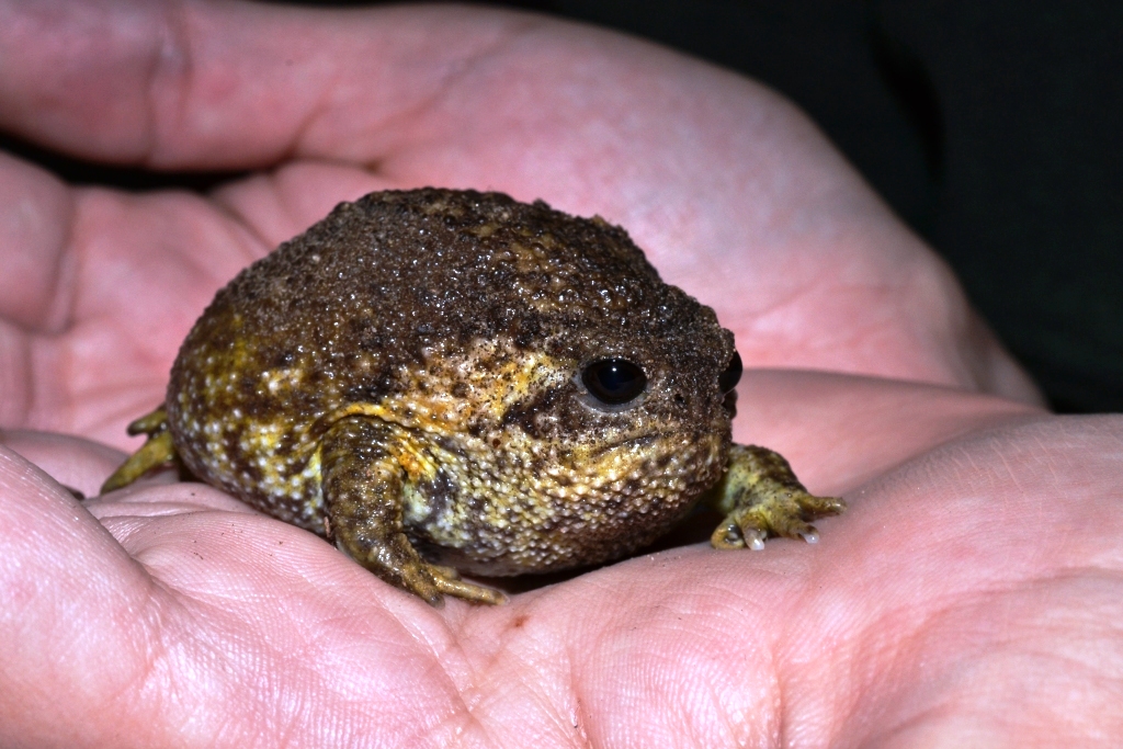 Cape Rain Frog, Breviceps gibbosus, Greenfords Estate