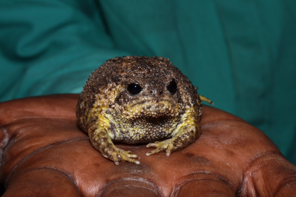 Cape Rain Frog, Breviceps gibbosus, Greenfords Estate