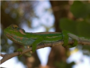 Cape Dwarf Chameleon