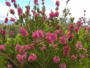 Erica verticillata