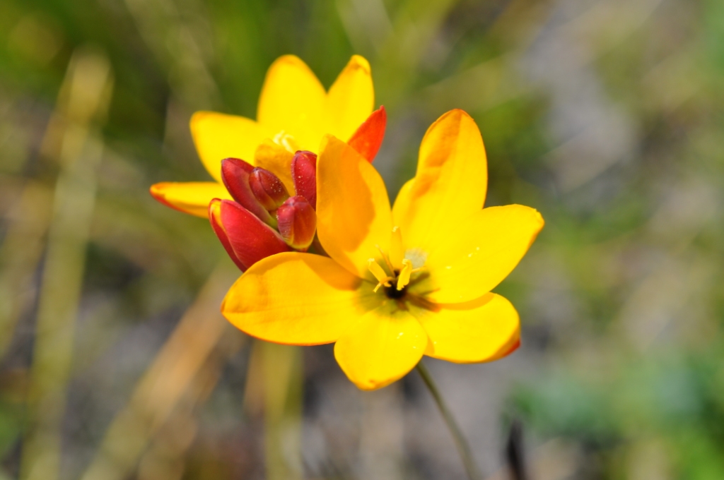 Ixia dubia