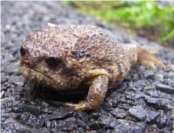 Rain frog