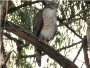 African Goshawk