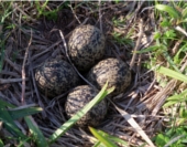 Nest