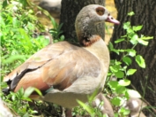Egyptian goose
