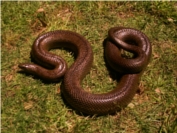 Mole snake