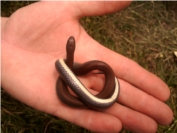 Common slugeater